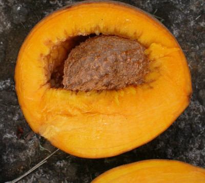 Mammea americana- Abricot pays var. Ti Jacques