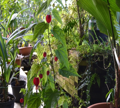 Abutilon Spp - Abutilon