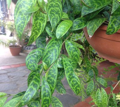 Aeschynanthus marmoratus - Aeschynanthus marmoratus