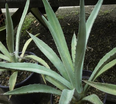Agave americana ferox - Agave Americana verte