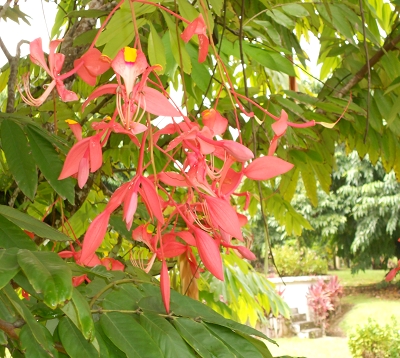 Amherstia nobilis - Fierté de Birmanie