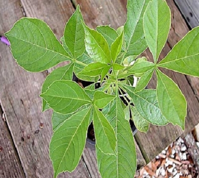 Adansonia digitata - Baobab