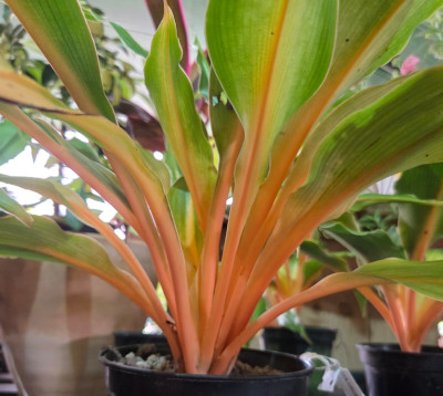 Chlorophytum mandarin- 