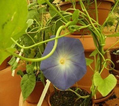 Ipomea convolvulus - Ipomée