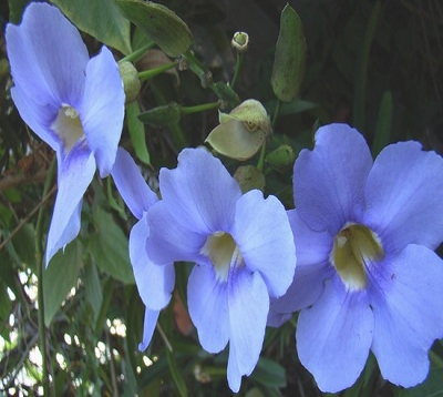 🚫 Thunbergia grandiflora - Liane bleue