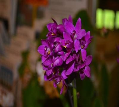 🚫 Spathoglottis unguiculata - Orchidée coco