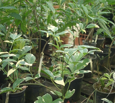Pandorea jasminoides variegata - Pandorea variegata