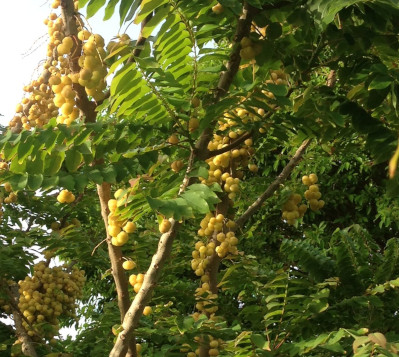 Phyllanthus acidus- Surette Cochon