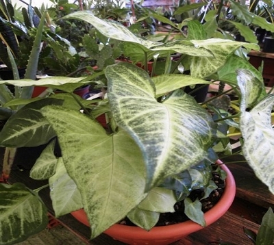🚫 Syngonium podophyllum - Syngonium