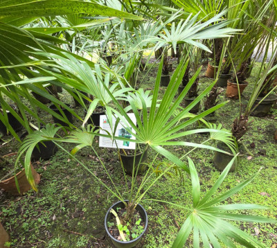 Thrinax radiata- palmier balai