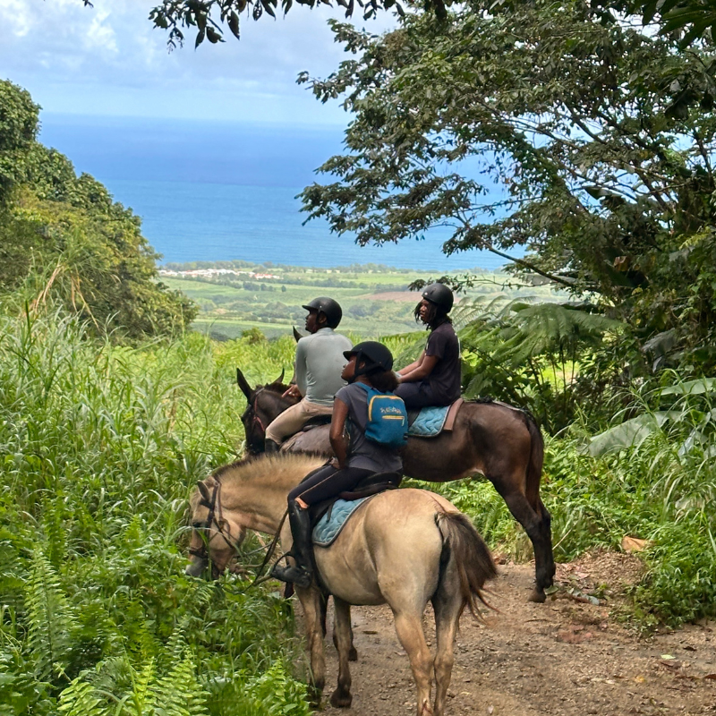 Randonnée à cheval en Martinique avec Co-Équi-Pieds au Lorrain