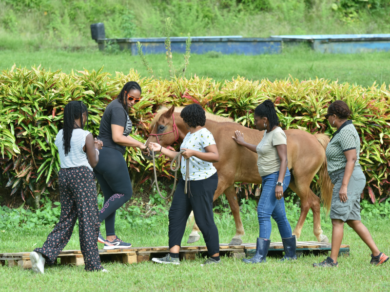 Développer son leadership grâce à l'équicoaching en Martinique