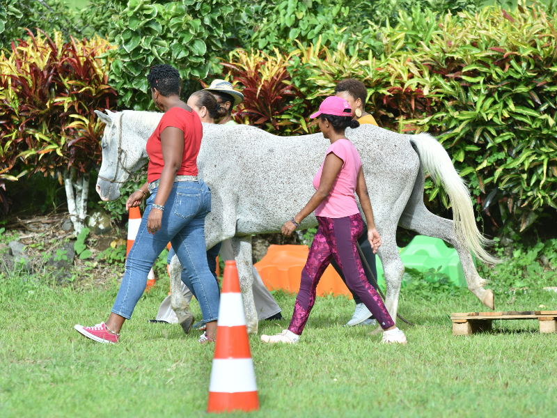 Formation à la méthode DISC avec l'équicoaching en Martinique