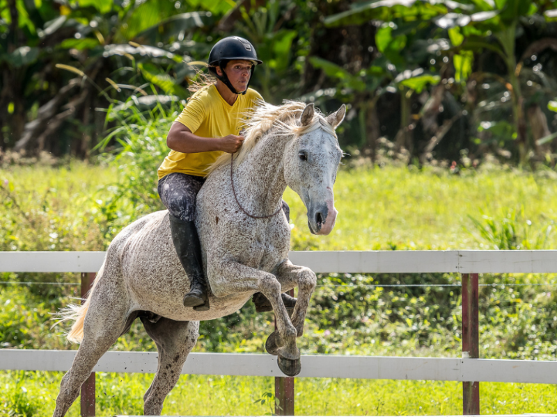 Équitation éthologique en Martinique – Co Équi Pieds