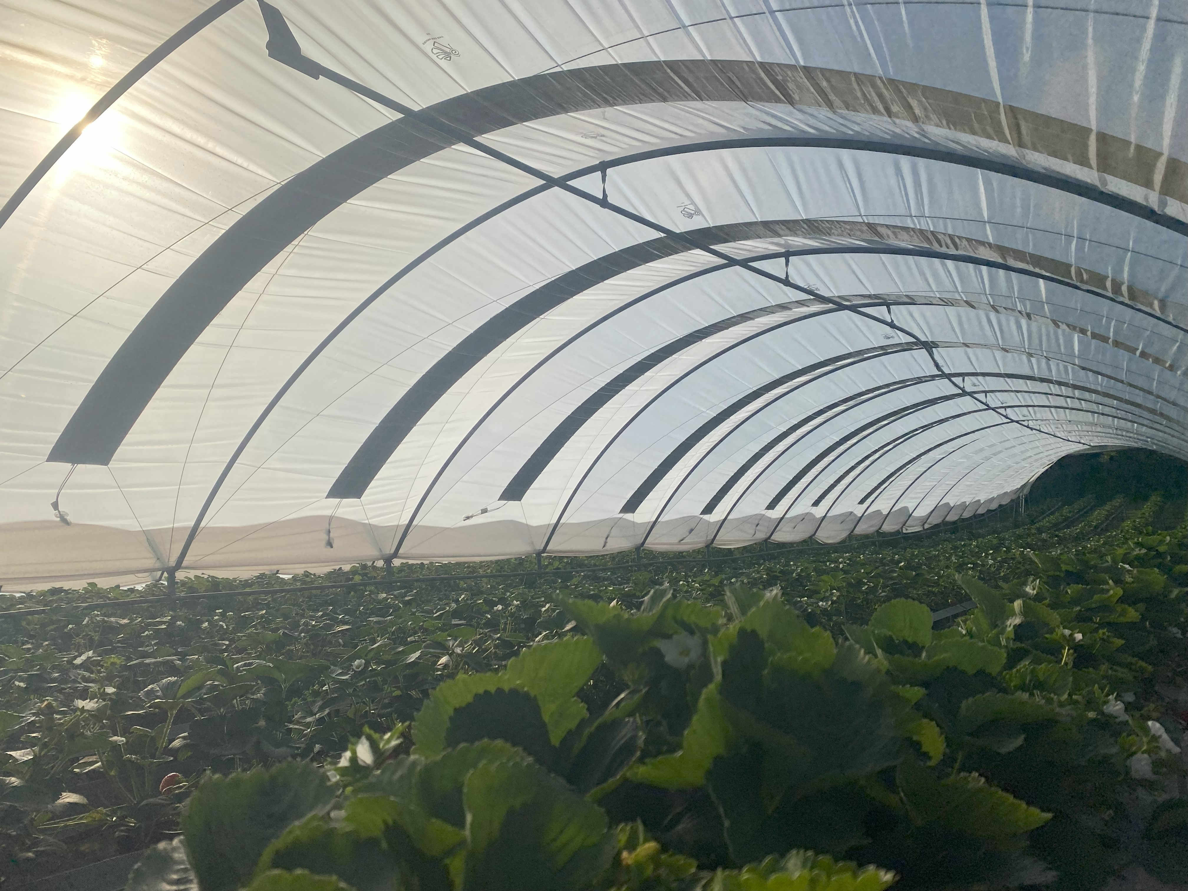 Agrivoltaic solar polytunnels
