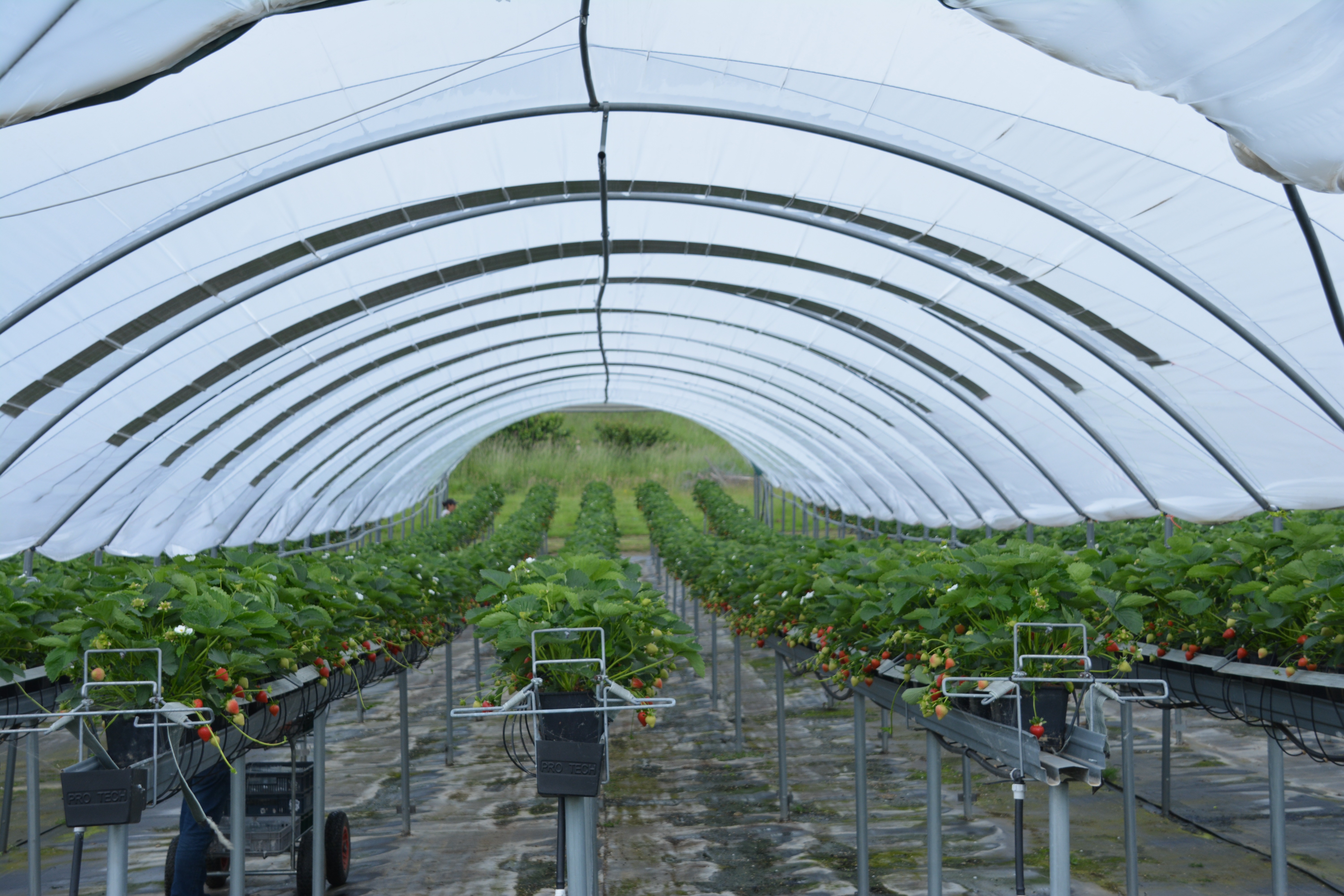 Solar on Polytunnels