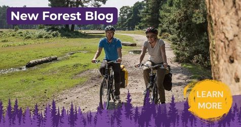 The New Forest Blog