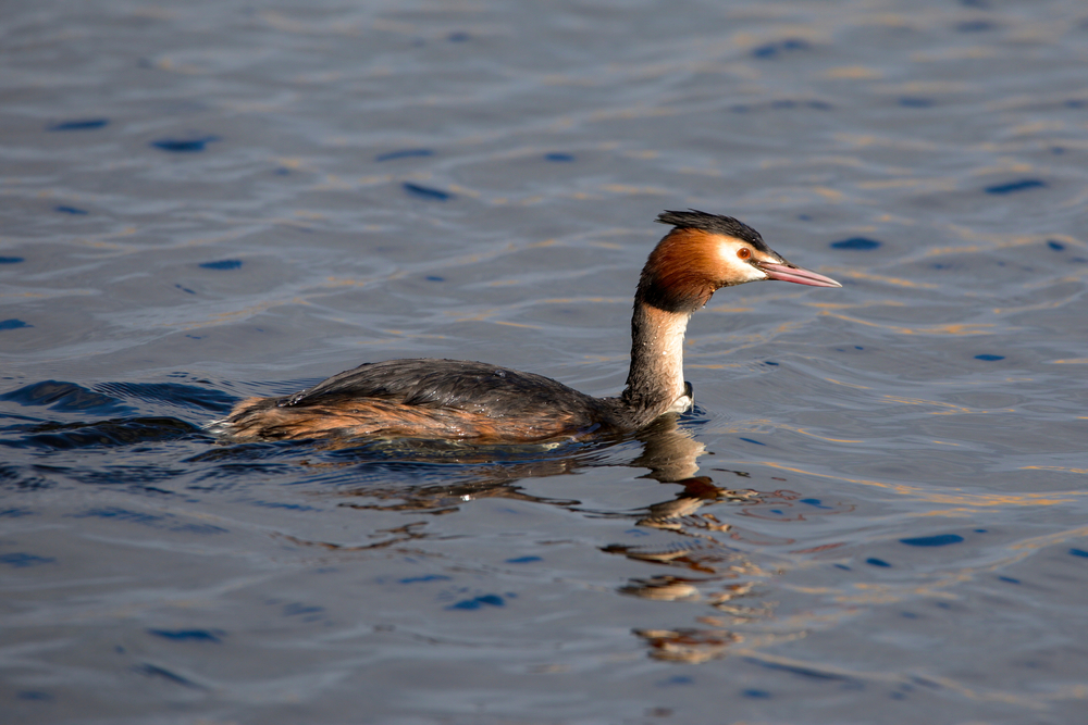 Duck in water