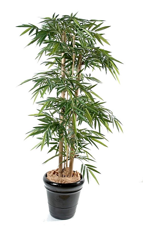 Plante Bambou
