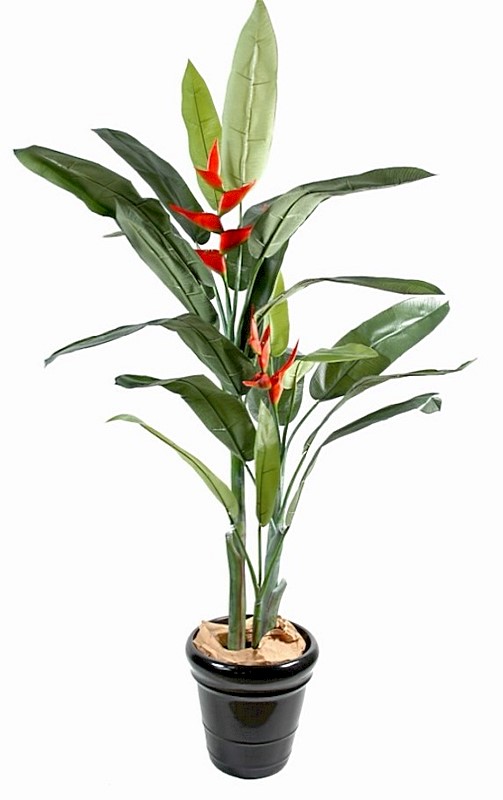 Plante Heliconia