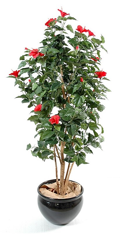 Plante Hibiscus