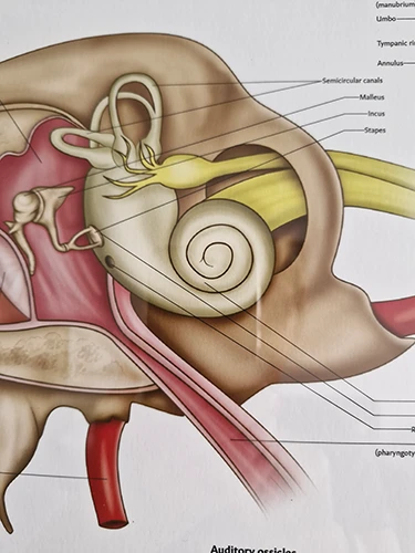 Inner Ear Diagram