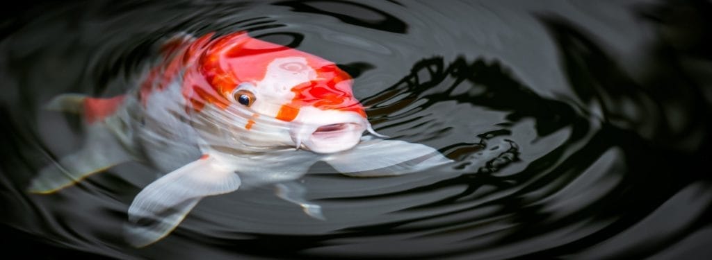 how-to-keep-koi-from-eating-your-pond-plants-top