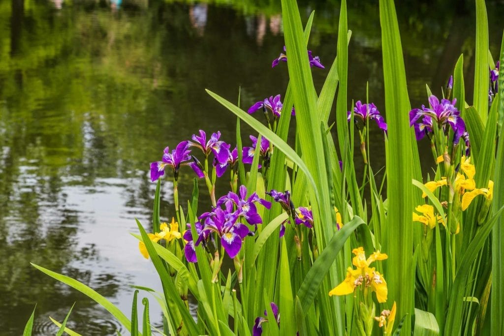 water-iris-information-learn-about-water-iris