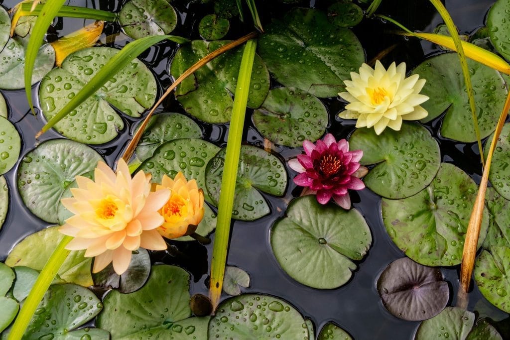pond-plants-a-beginners-guide-to-planting
