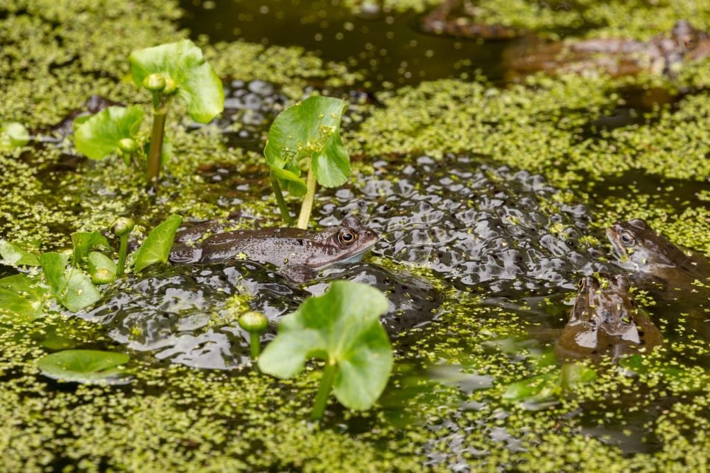 effective-ways-on-how-to-remove-algae