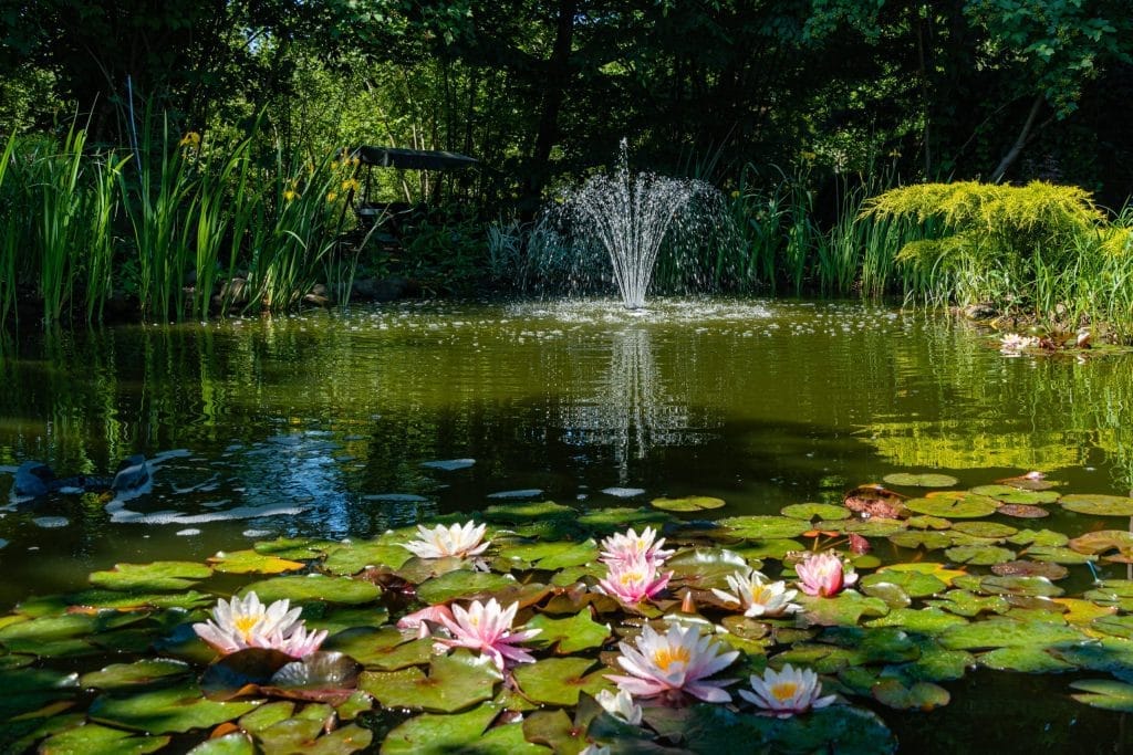 how-deep-should-a-pond-be-best-guidance