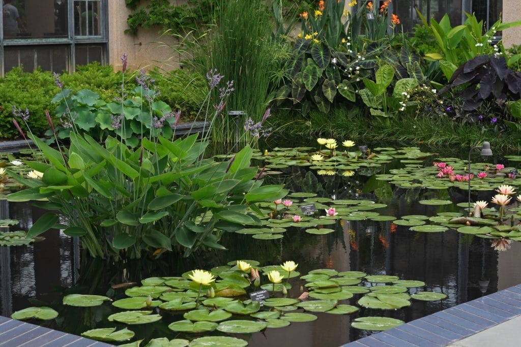 top-tips-for-effective-wildlife-pond-maintenance