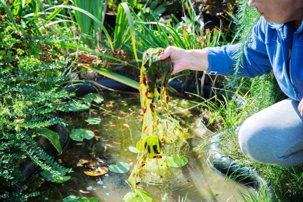 how-can-i-get-rid-of-the-blanket-weed-in-my-pond