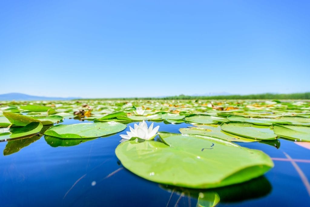 how-to-test-pond-water-essential-guide