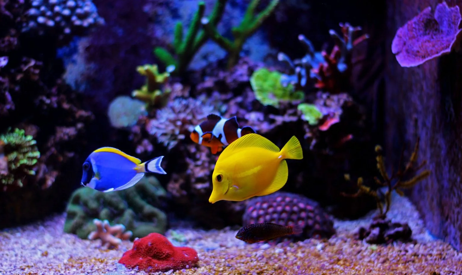 how-to-clean-your-aquarium