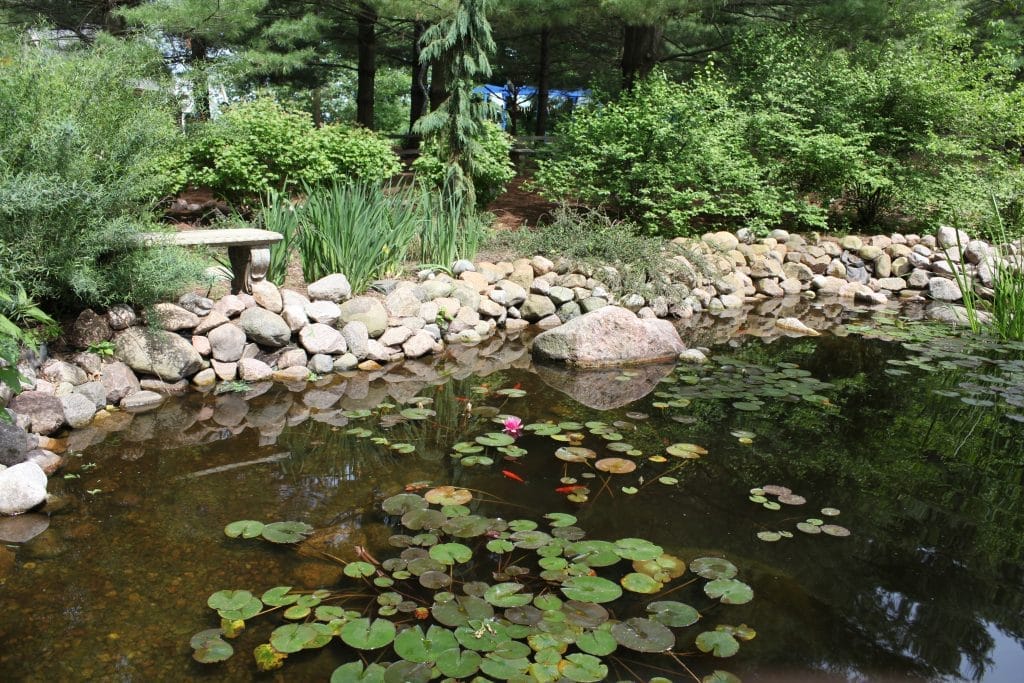 what-is-an-ecosystem-pond