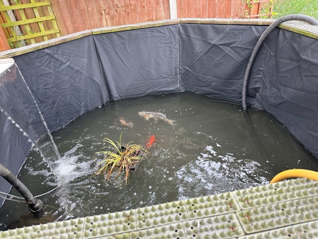 best-pond-plants-in-the-uk