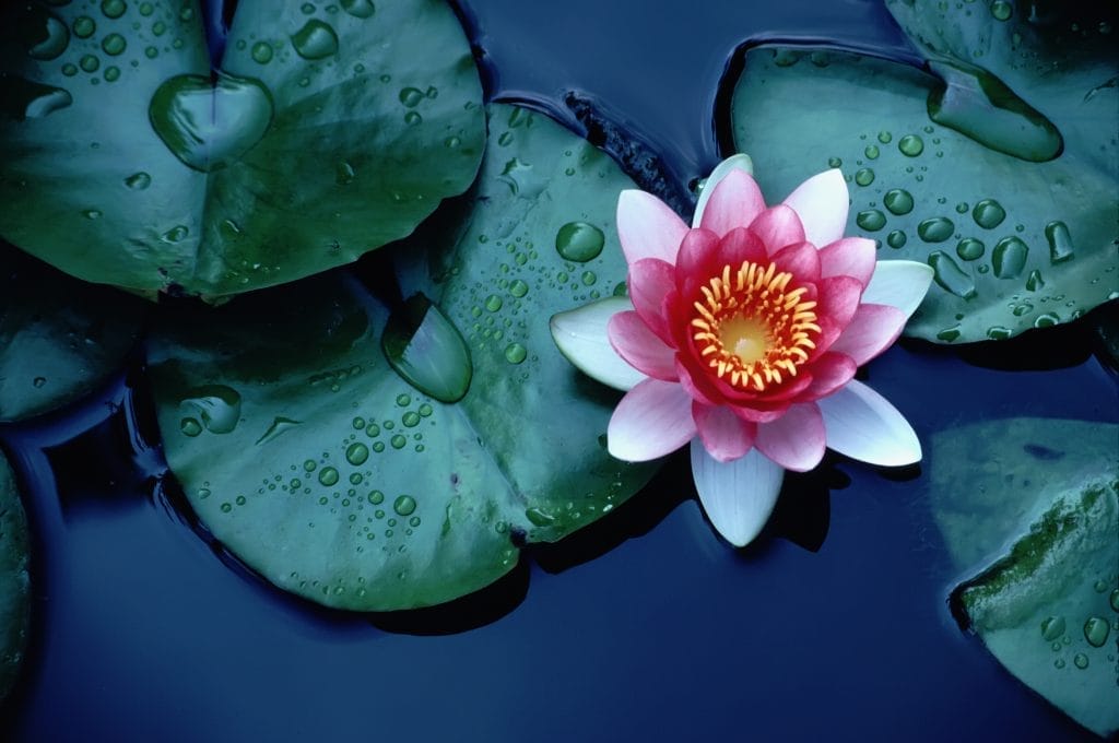 a-guide-to-water-lilies