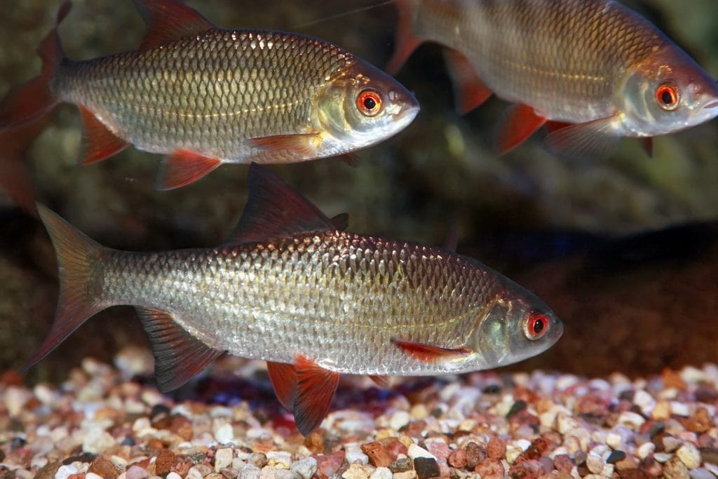 golden-rudd-care-in-a-pond