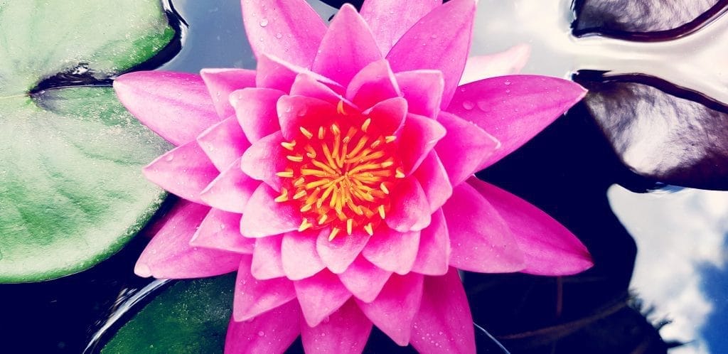 deep-water-pond-plants