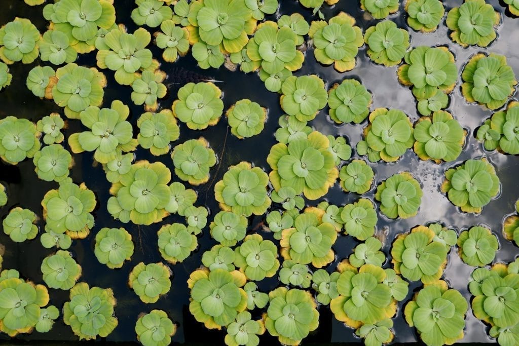 floating-pond-plants