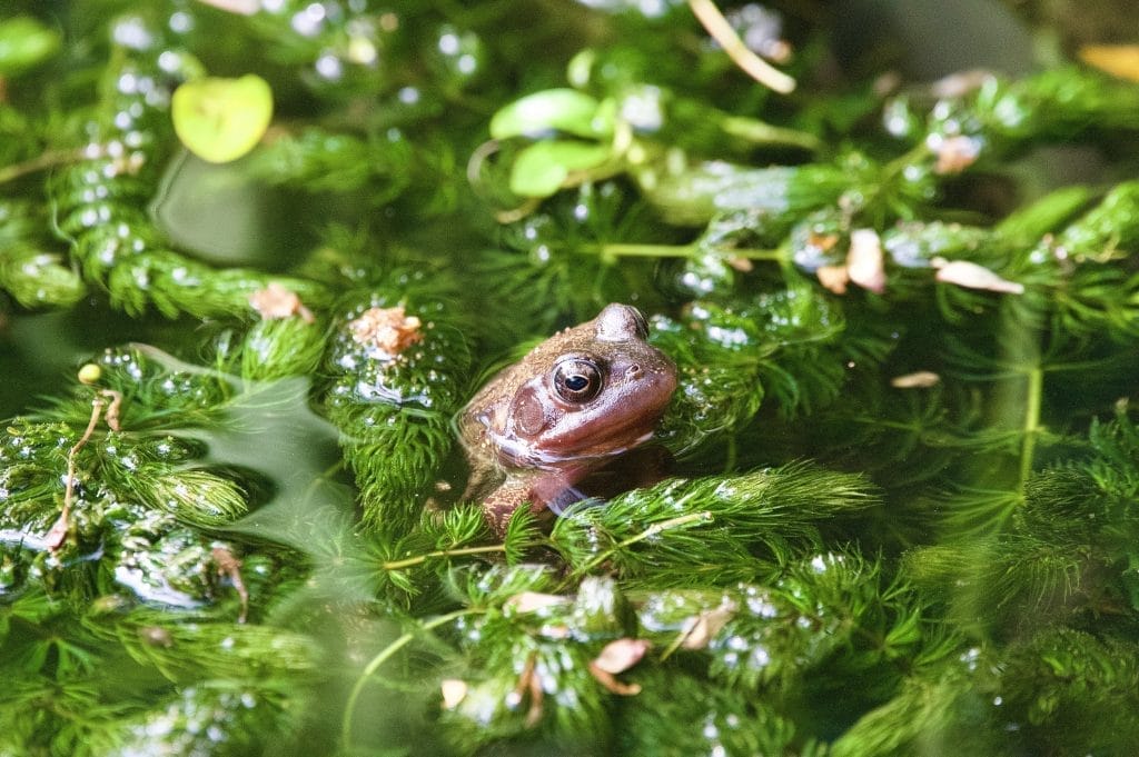 guide-to-frogs-and-toads-when-do-they-spawn