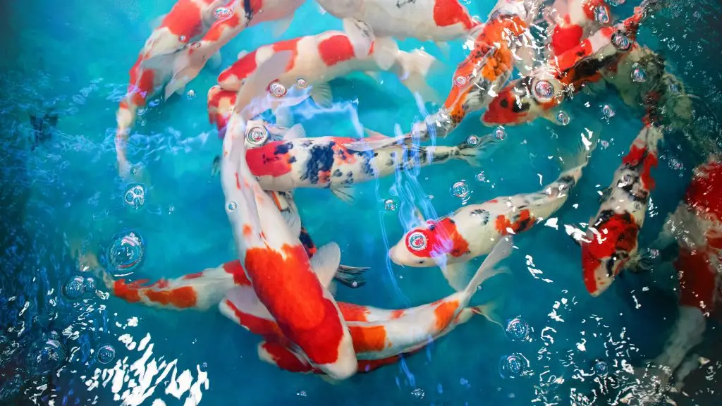 the-fastest-way-to-cycle-a-koi-pond