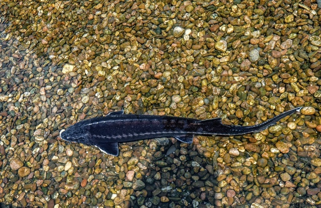 sterlet-fish-care-in-a-garden-pond