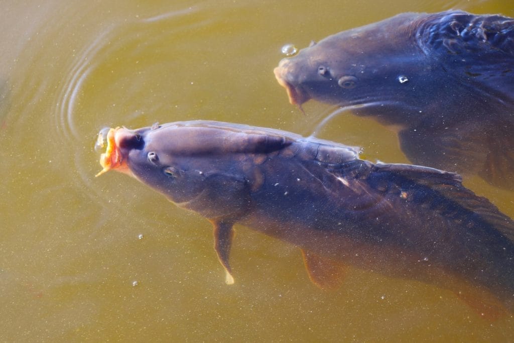 grass-carp-care-in-a-garden-pond