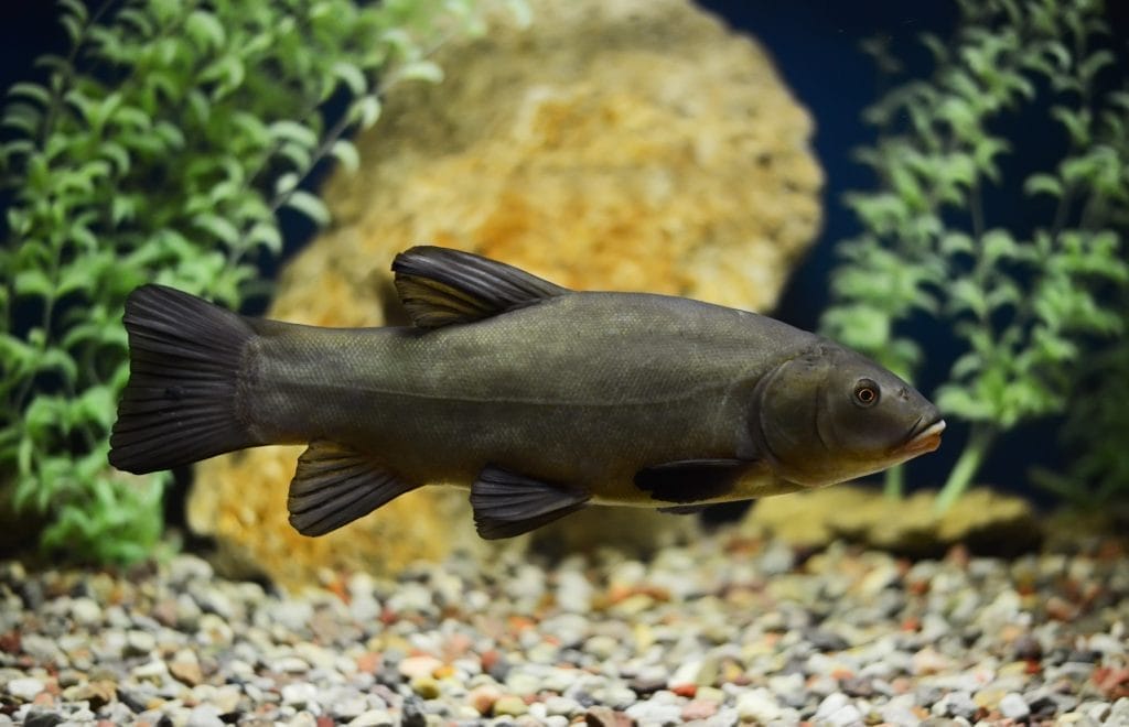 caring-for-tench-in-a-pond