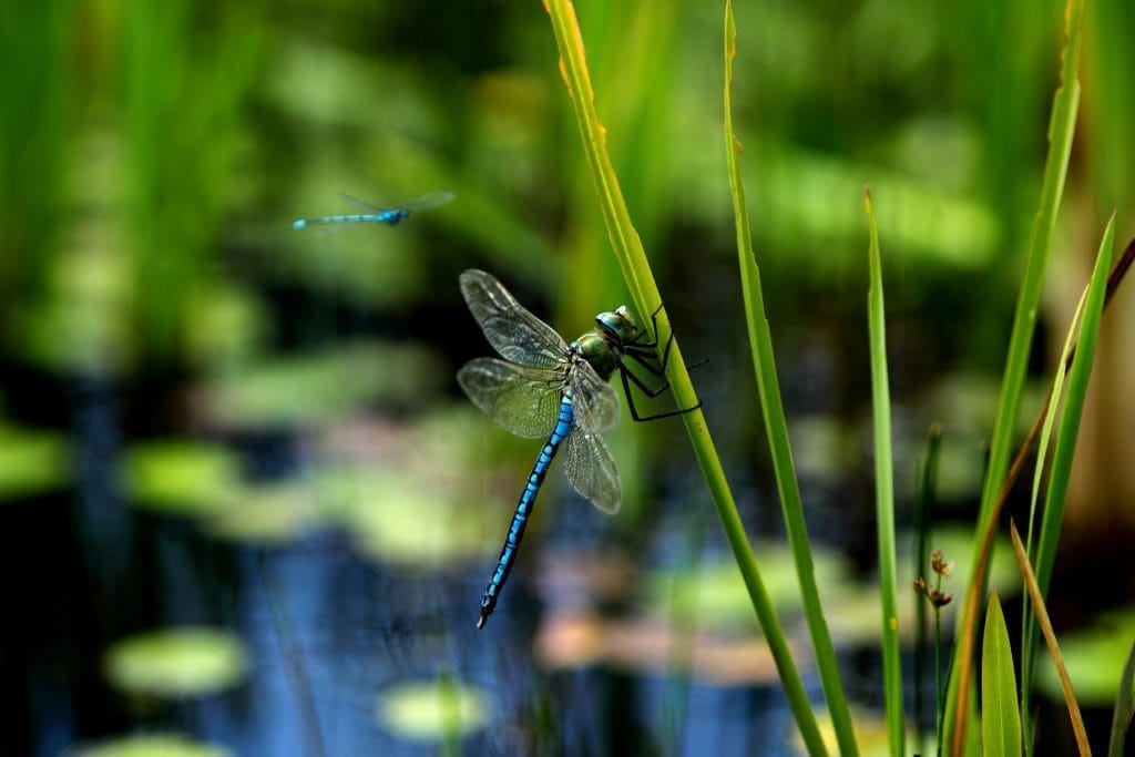 what-can-you-find-at-the-edges-of-the-pond