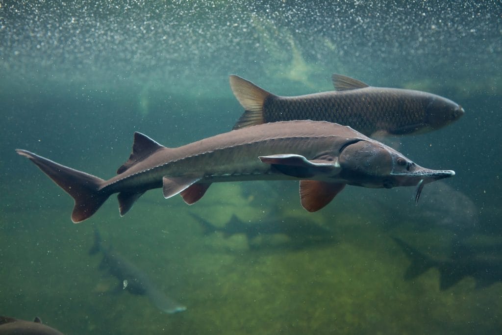 sturgeon-care-in-a-garden-pond