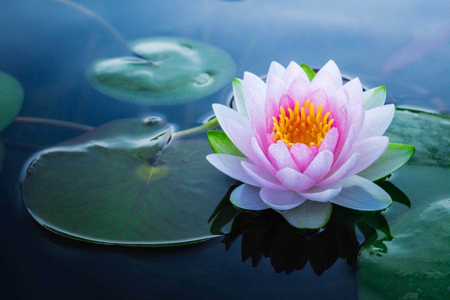 year-round-tips-for-healthy-ponds