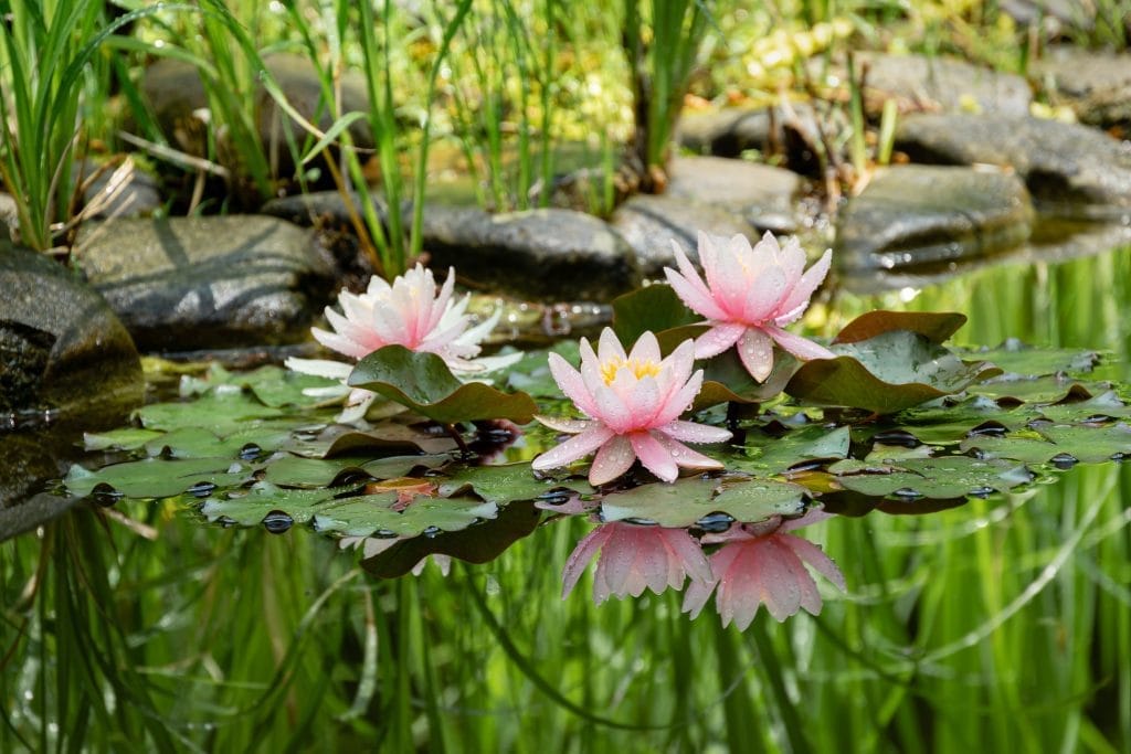 why-are-my-pond-plants-turning-yellow